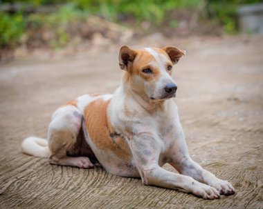 Vücudunda yara izleri olan bir köpek.