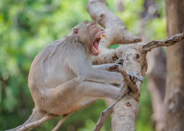 Uykucu maymun, erkek maymunlar ağızlarını açtılar..