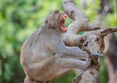 Uykucu maymun, erkek maymunlar ağızlarını açtılar..