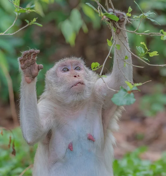 Mono Embarazada Parque Público —  Fotos de Stock