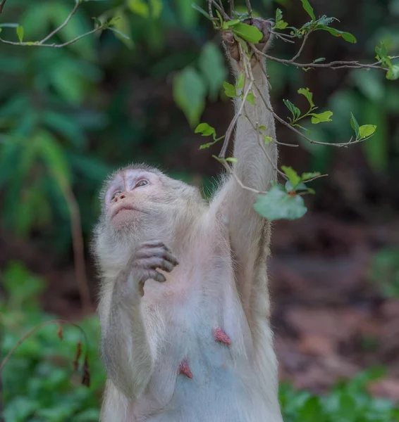 Mono Embarazada Parque Público — Foto de Stock
