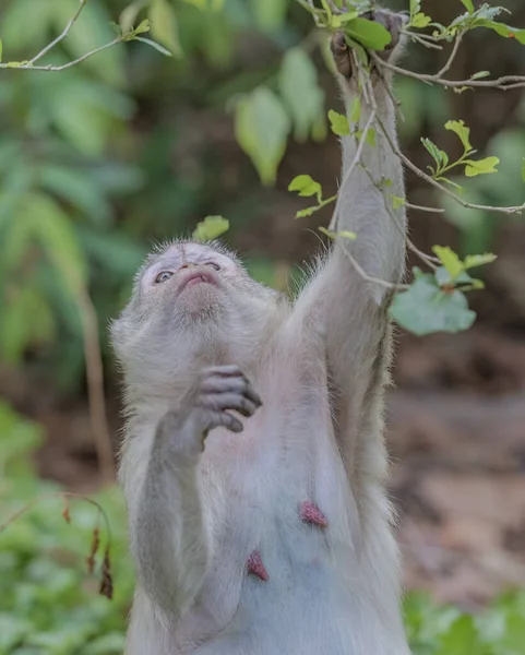 Mono Embarazada Parque Público — Foto de Stock
