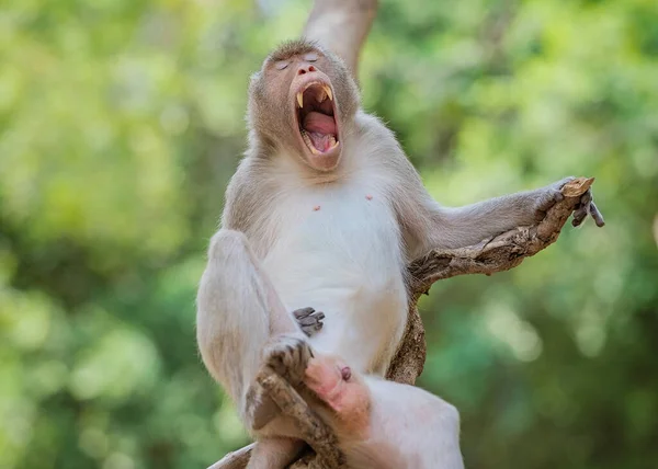 Macaco Sonolento Macacos Machos Estavam Boca Aberta — Fotografia de Stock