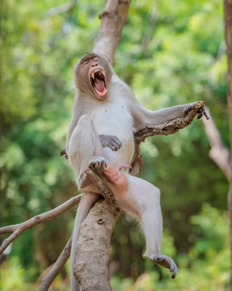 Der Offene Mund Und Die Genitalien Des Affen — Stockfoto
