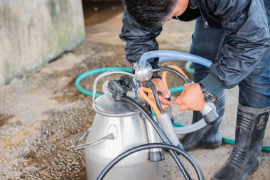 Süt ürünleri, süt sağma, yapay döllenme, çiftlikte hayvancılık, inek sağma çiftliği, işçiler inek sağmak için ekipman hazırlıyorlar..