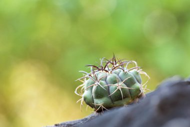 Kaktüs ağacı yeşil bir arka planı olan bir kayanın üzerine yerleştirilir. Çeşitli kaktüs ve sulu bitkiler toplanır. Kaktüs bitkisi deseni. Yeşil yapraklar..
