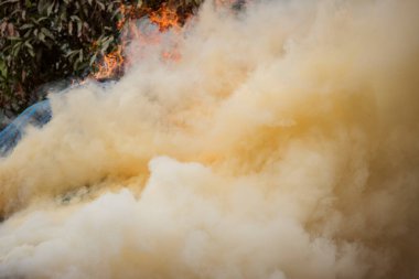 Orman yangını ve duman sırasında yanan ağaçlarda esen rüzgar..
