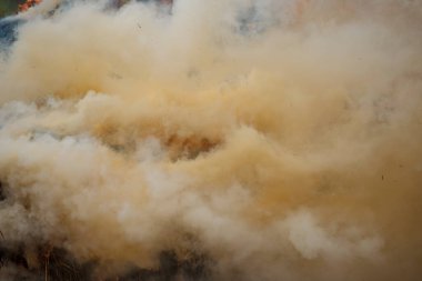 Orman yangını ve duman sırasında yanan ağaçlarda esen rüzgar..