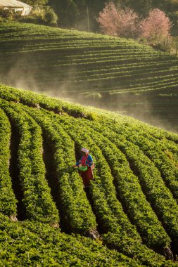 Farmers are working in Strawberry Farms,Strawberry fruits on the branch at the morning light. Strawberry farm, Strawberry fruit hanging from the tree. clipart