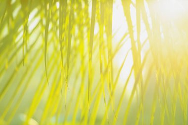 Doğal arkaplan çerçevesine sahip taze yeşil ağaç yaprakları. Doğal arkaplan için soyut bulanık yeşil renk, doğal arkaplan için bulanık ve odaksız bahar kavramı.