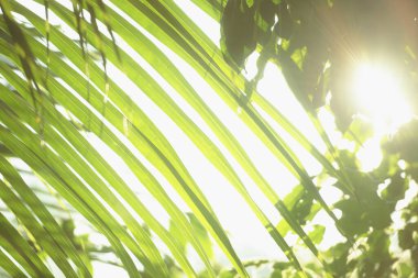 Doğal arkaplan çerçevesine sahip taze yeşil ağaç yaprakları. Doğal arkaplan için soyut bulanık yeşil renk, doğal arkaplan için bulanık ve odaksız bahar kavramı.