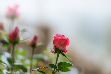 Muhteşem yağmurlu ve sisli bir gül bahçesine bakarken görüldüğü gibi bahçede güzel güller, Sevgililer Günü için güller.