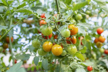 Bahçede taze, organik, organik domatesler.
