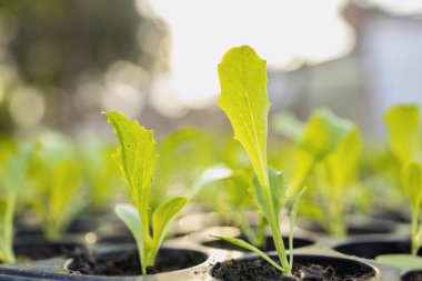 Organik bahçeden organik sebzeler.