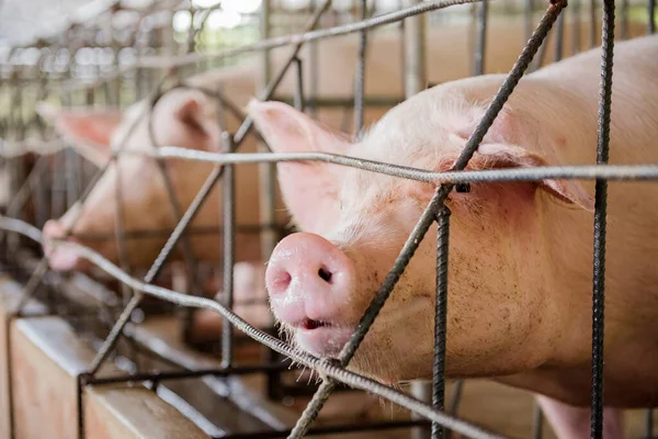 사육장에 농장에 돼지들의 커다란 — 스톡 사진