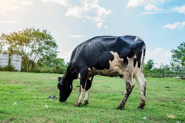 Productos Lácteos Ordeño Inseminación Artificial Cría Animales Granja Establo Con —  Fotos de Stock