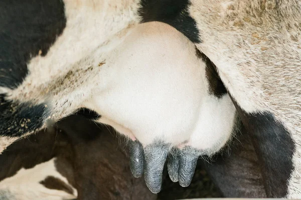 Agricultura Lechera Ordeño Inseminación Artificial Cría Animales Granja Establo Con — Foto de Stock