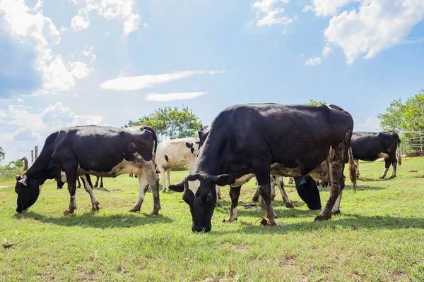 Productos Lácteos Inseminación Artificial Cría Animales Granja Establo Con Vacas —  Fotos de Stock