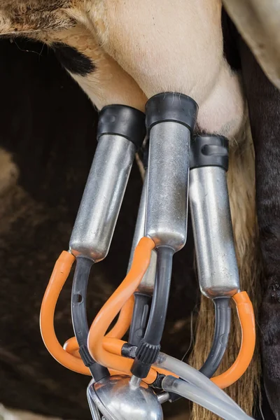 Agricultura Lechera Ordeño Inseminación Artificial Cría Animales Granja Establo Con —  Fotos de Stock