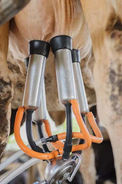 Latteria Mungitura Inseminazione Artificiale Zootecnia Azienda Stalla Con Mucche Latte — Foto Stock