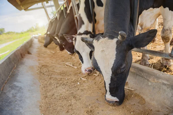 Allevamento Lattiero Caseario Inseminazione Artificiale Zootecnia Azienda Stalla Con Mucche — Foto Stock