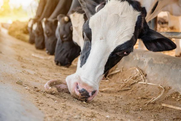 Productos Lácteos Ordeño Inseminación Artificial Cría Animales Granja Establo Con — Foto de Stock