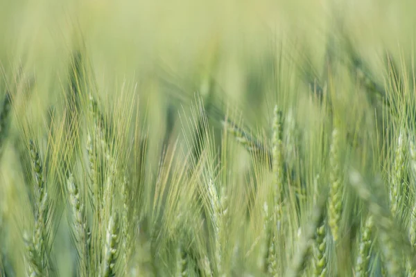 肥沃な農場で育つ大麦の早朝の景色 日の出時の大麦のフィールド 大麦の背景 — ストック写真