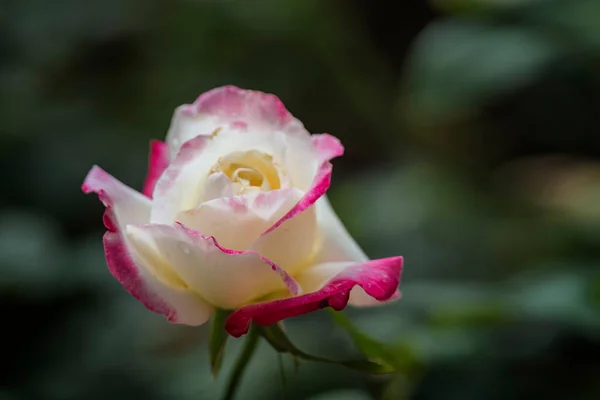 Красные Розы Растут Оранжерее Ферме Роз — стоковое фото