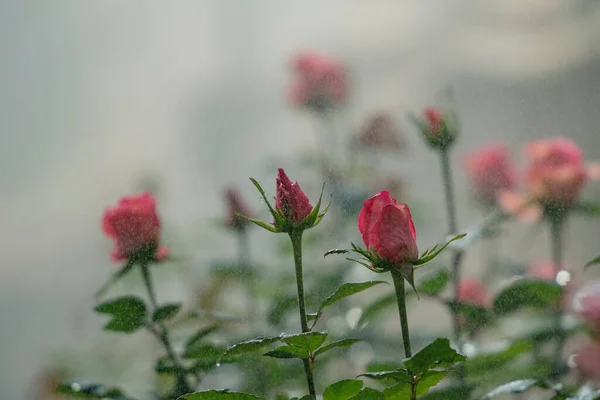 Roses Rouges Poussant Intérieur Une Serre Ferme Roses — Photo
