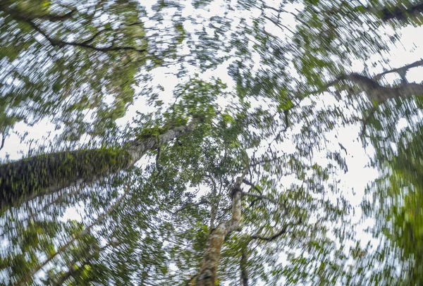 Blurred Big Trees Forest Rich Nature — Stock Photo, Image