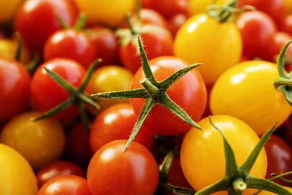 stock image Fresh, organic, organic tomatoes in the garden.