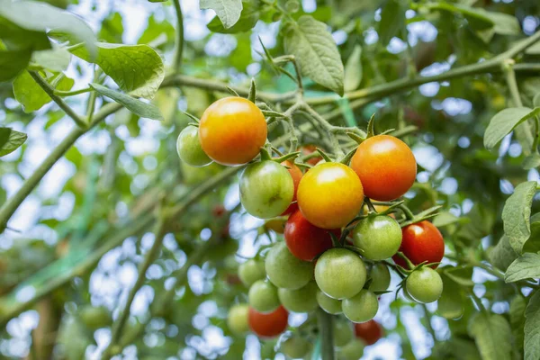 Frische Bio Tomaten Garten — Stockfoto