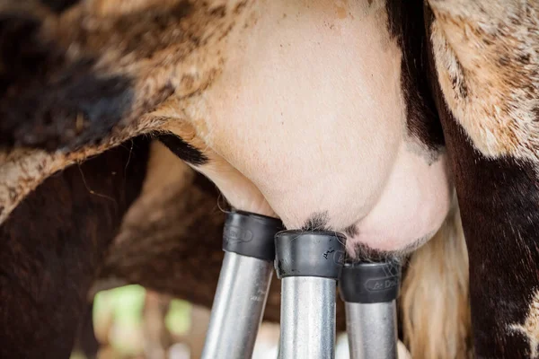 Süt Ürünleri Süt Sağma Yapay Döllenme Çiftlikte Hayvancılık Inek Sağma Telifsiz Stok Imajlar