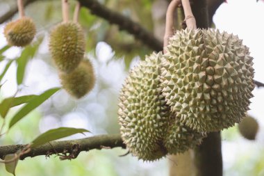 Taze durian, durian çiftliği, meyvelerin kralı, Tayland durian yetiştirmek için en iyi yerdir..