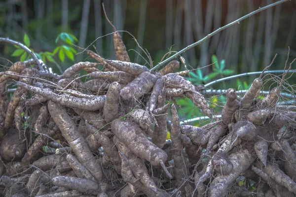 Çiftçiler Cassava tarlalarından kaliteli kasava topluyor..