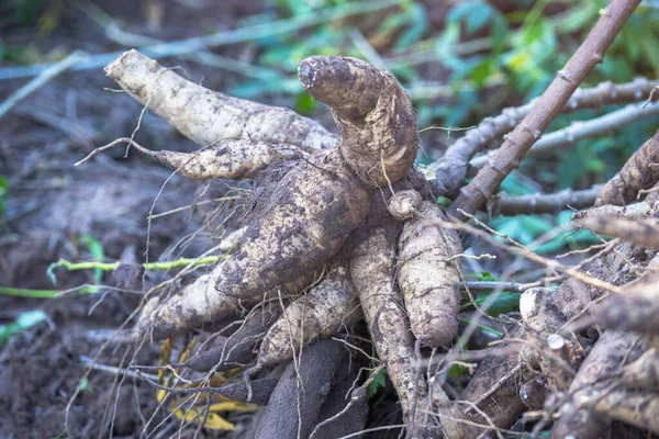 Farmers are harvesting good quality cassava from cassava fields.