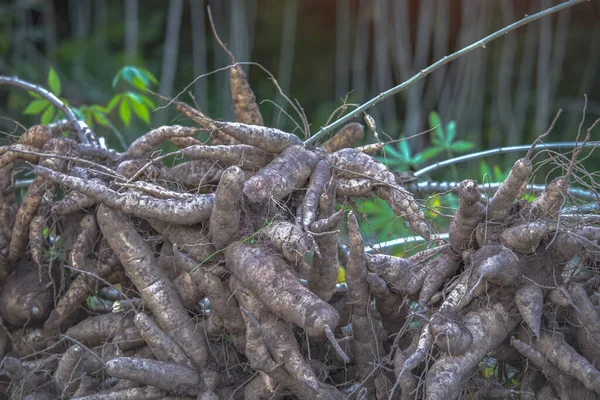 Farmers are harvesting good quality cassava from cassava fields.