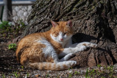 Evcil kedi Felidae familyasına ait küçük etobur bir memelidir. Esasen bölgesel ve kreusküler doğasıyla kedi, küçük hayvanların avcısıdır..