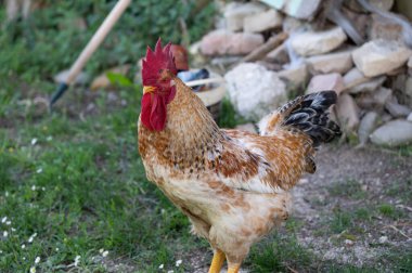 Tavuk, Hint kökenli çeşitli vahşi türlerden türetilen evcil bir kuştur. Varlığı M.Ö. 4000 yılından belgelenmiştir. İndus ovasında, Avrupa 'da.