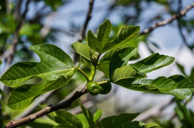 Yaygın incir (Ficus carica), Moraceae ailesine ait ılıman subtropikal iklimlerden oluşan bir meyve ağacı..