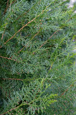 Thuja, Cupressaceae familyasından Alaska, Kuzey Amerika Gölleri, Çin ve Japonya 'ya ait bir cinstir..