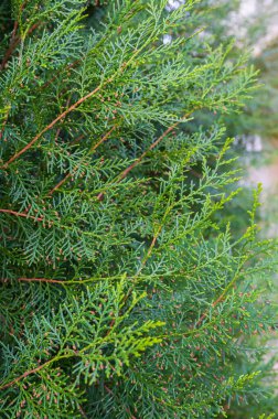 Thuja, Cupressaceae familyasından Alaska, Kuzey Amerika Gölleri, Çin ve Japonya 'ya ait bir cinstir..