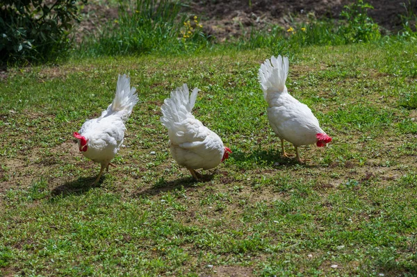 鸡是一种家养的鸟 原产于印度的各种野生物种 它的存在记录于公元前4000年 在印度河平原 在欧洲 — 图库照片