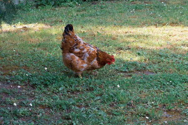 Tavuk Hint Kökenli Çeşitli Vahşi Türlerden Türetilen Evcil Bir Kuştur — Stok fotoğraf