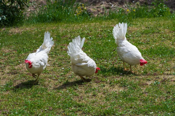 Kycklingen Tämjd Fågel Som Kommer Från Olika Vilda Arter Indiskt — Stockfoto