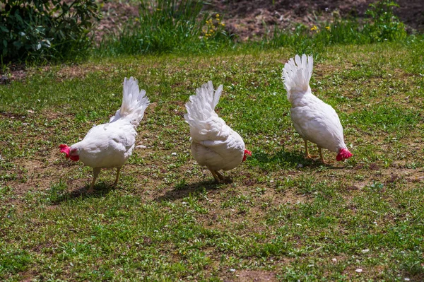Das Huhn Ist Ein Domestizierter Vogel Der Aus Verschiedenen Wilden — Stockfoto
