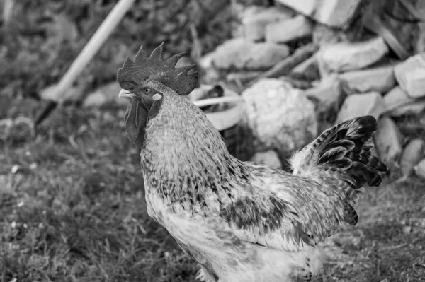 Kyllingen Tamme Fugl Der Stammer Fra Forskellige Vilde Arter Indisk - Stock-foto