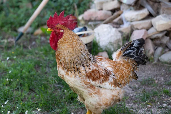 Das Huhn Ist Ein Domestizierter Vogel Der Aus Verschiedenen Wilden — Stockfoto