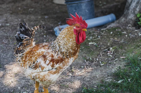 Csirke Egy Háziasított Madár Amely Különböző Indiai Eredetű Vadon Élő — Stock Fotó