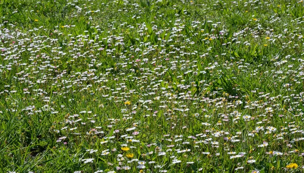 stock image Flower meadows are large rustic meadows dotted with wildflowers in their most attractive ornamental version, made up of seed mixtures of rustic flowering species.